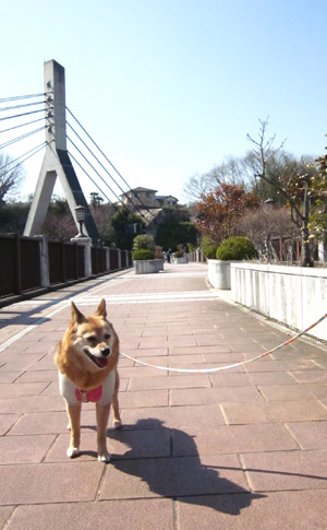旧秩父橋(あの花の舞台)