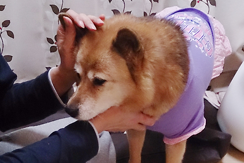 おつかれさくらさん