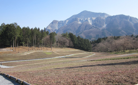 芝桜の丘