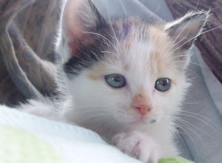 子猫のふーたん