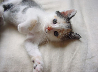 子猫のふーたん