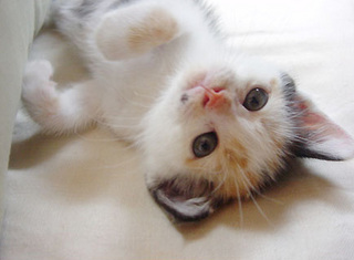 子猫の時のふーたん