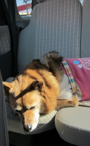 帰りの車の中 眠っているさくら