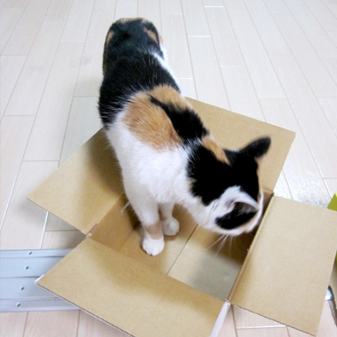 箱をチェックするふーたん