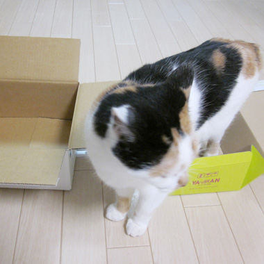 箱をチェックするふーたん